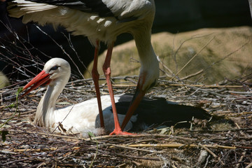 portraits of wild animals