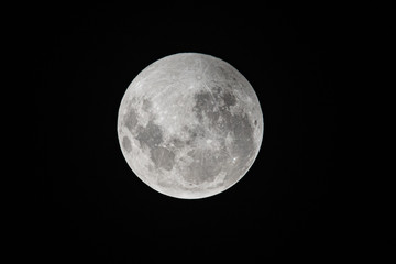 Obraz premium wolf moon