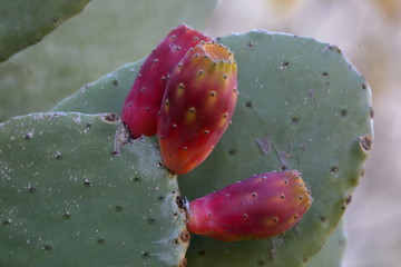 owoce opuncji fogowej wraz z dużymi liśćmi, z bliska