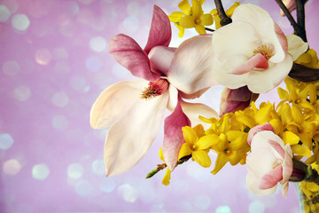 Pink magnolia branch and yellow flowers on pink background	