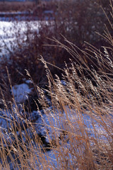 Rich warm browns of winter foliage against a snowy and icy river
