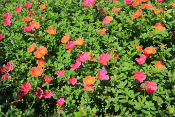 Naklejka premium Blossom orange flower in a beautiful day