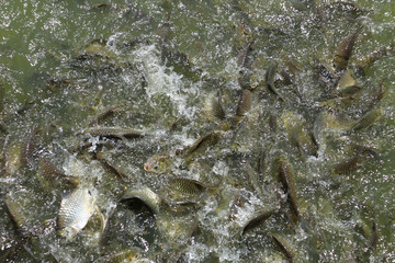 Fish eating food