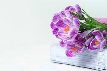 Close up of beautiful spring crocuses flower on wooden background with copy space. Holiday spring flowers.