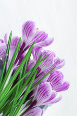 Fresh crocuses flower with copy space for your text or congratulations. Greeting card for spring time concept. Vertical format image.