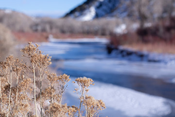 Rich warm browns of winter foliage against a snowy and icy river