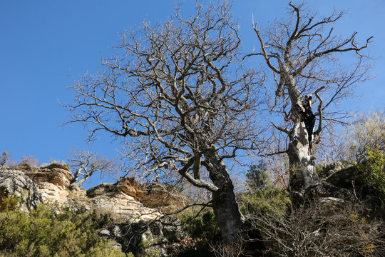 Robles grandes en invierno en una zona de riscos