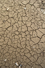 乾燥しだした雨上がりの道