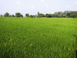 green field and blue sky