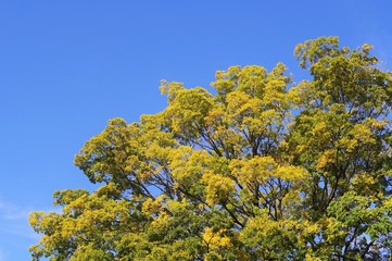 Naklejka premium 色付いた樹木と青空