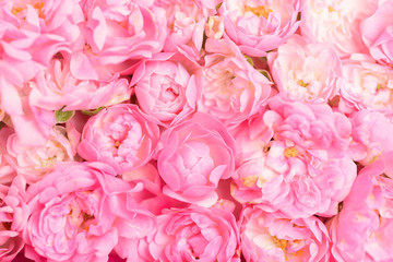 Fototapeta premium Beautiful pink roses flower bouquet background