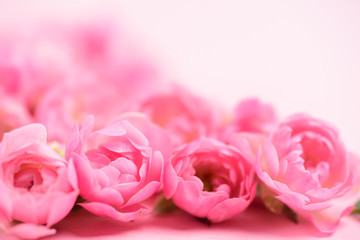 Beautiful pink roses flower bouquet for background