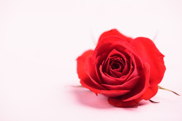 Close up of beautiful red rose flower, Valentines day