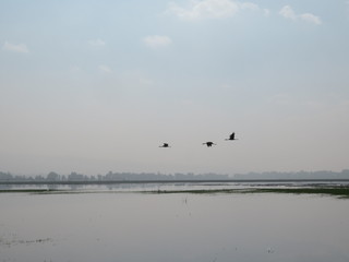 cranes fly over water land
