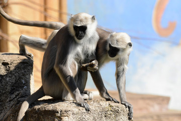 portraits of wild animals