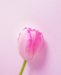 Pink tulip on pink background