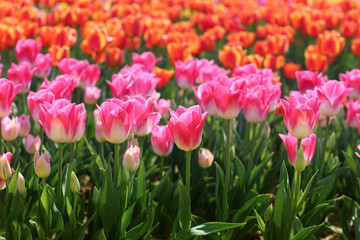 tulips in spring,colourful tulip