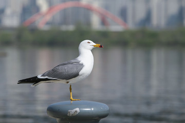 Gull on a pole on the han river