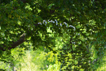 walking around Bad Münder, Germany