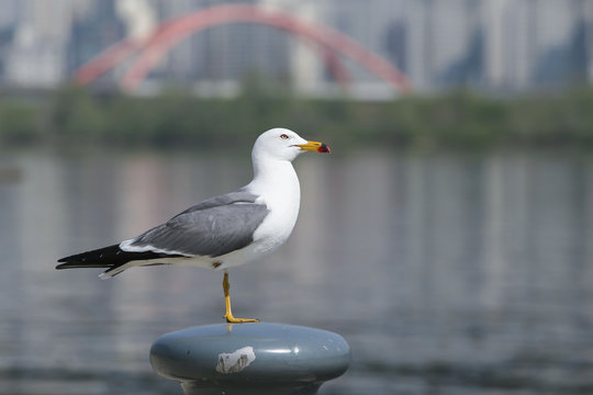 Gull on a pole on the han river