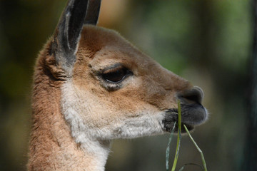 portraits of wild animals