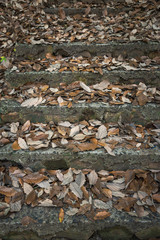 Old concrete steps strewn with fallen leaves