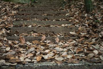 Old concrete steps strewn with fallen leaves