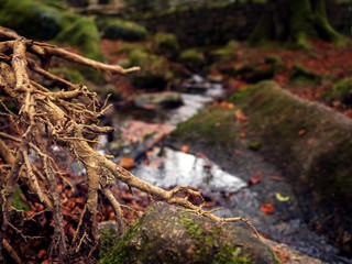 Roots on a tree in focus, small creek out of focus. Nature forest landscape.