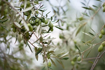 Zelfklevend Fotobehang Olive trees garden. Mediterranean olive farm ready for harvest. Italian olive's grove with ripe fresh olives. © Khorzhevska