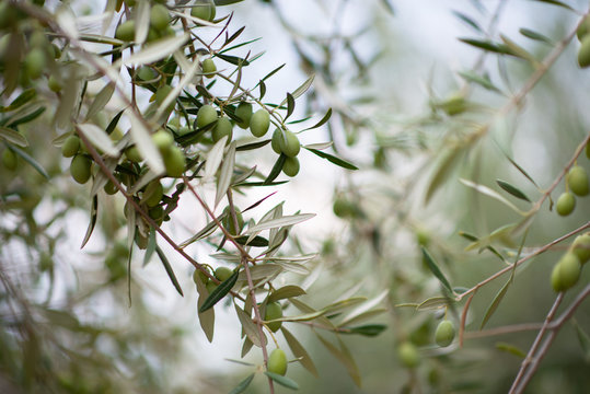 Olive Trees Garden. Mediterranean Olive Farm Ready For Harvest. Italian Olive's Grove With Ripe Fresh Olives.