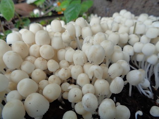 close up shoot white mushroom in the nature
