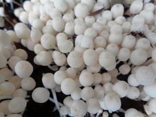 close up shoot white mushroom in the nature