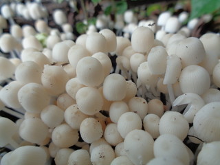 close up shoot white mushroom in the nature