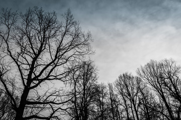 Leafless trees in winter