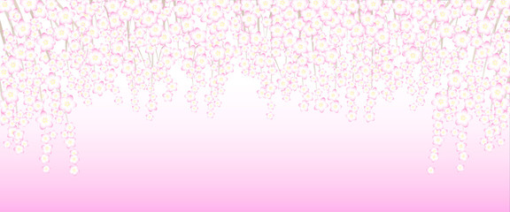 満開の枝垂桜のピンク色背景（日本のイメージ、4月、春）