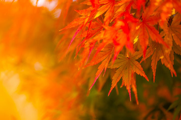 Naklejka na ściany i meble Autumn Leaves of Japanese Maple with softly blurred background
