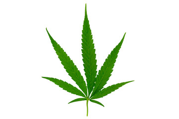Cannabis leaves Hemp Isolate White background