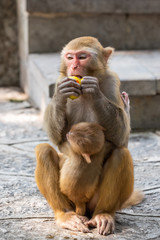 Portrait of a Rhesus macaque monkey holding her cub in Guilin, Guangxi province, China