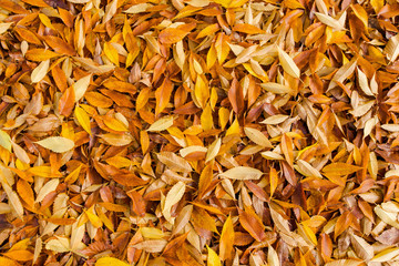 Autumn Leaves Background