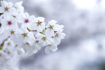 cherry tree blossom