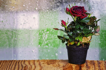 rose fresh pot macro