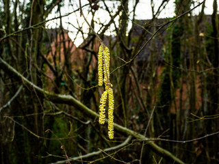 OLYMPUS DIGITAL CAMERA - CATKIN