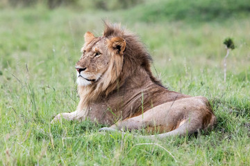 Lion (Panthera leo) male relaxing in the grass, Maasai Mara, Kenya.