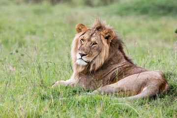 Obraz na płótnie Canvas Lion (Panthera leo) male relaxing in the grass, Maasai Mara, Kenya.