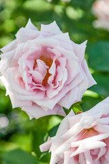 pink rose flowers