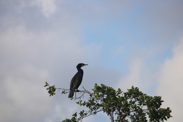 stork in flight