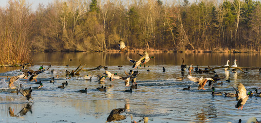 Group of ducks landing on frozen lake in winter. Dam on river Mur in Gralla, Stausee