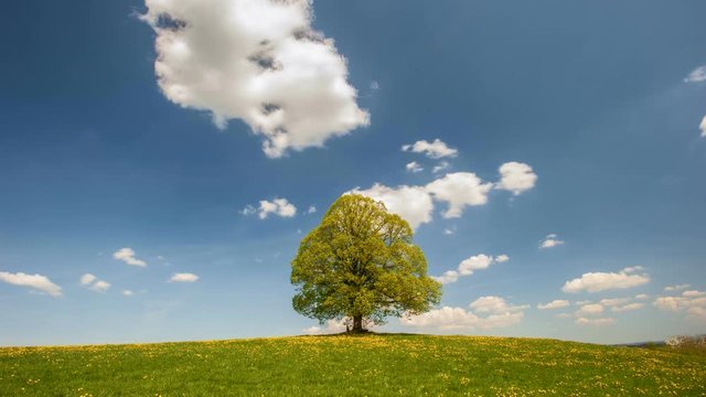 moving clouds on bue sky over single tree in meadow