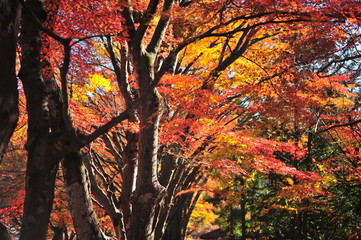 Landscape of Maple Trees in Sunny Day During Autumn Season at Lake Kawaguchi in Japan