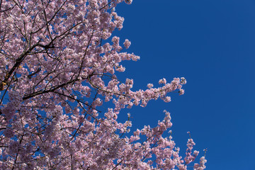 cherry blossom and blue sky